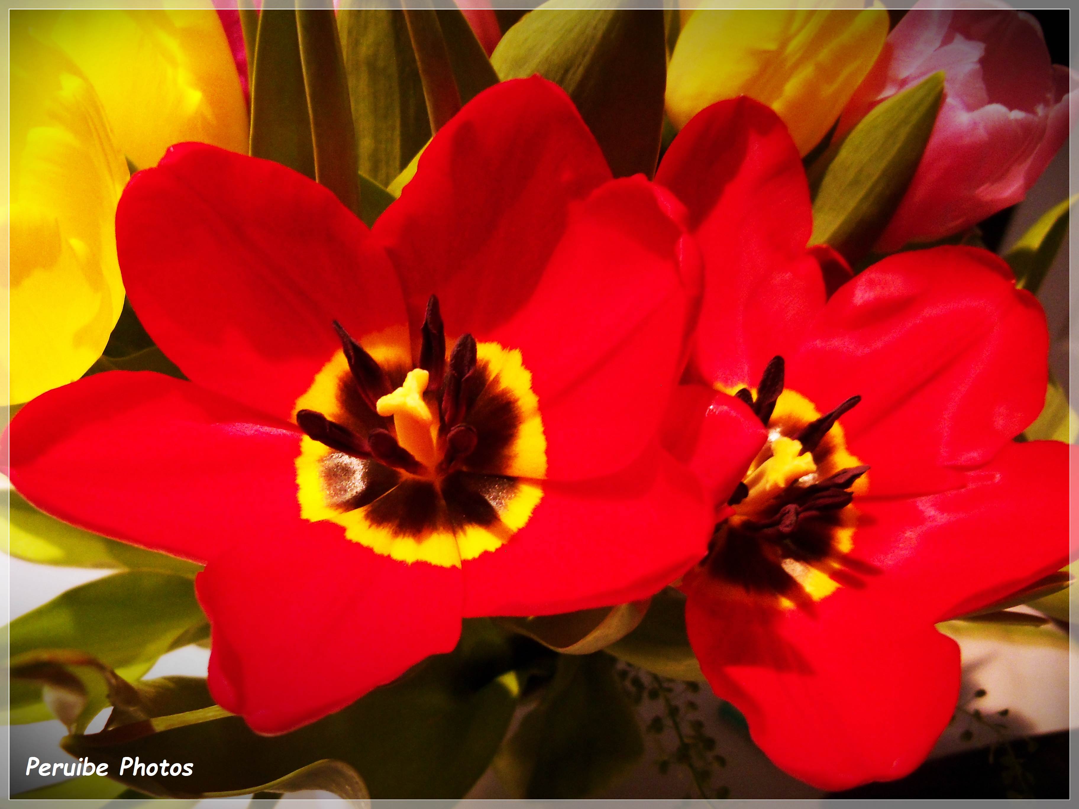 tulipa vermelha | Peruibe Photos